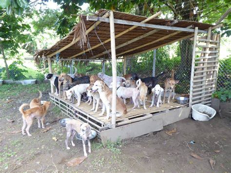ppbcc reviews|This New Foundation Deals With The Increasing Stray .